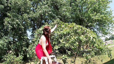 Topless Brunette Picking Cherries from the Tree